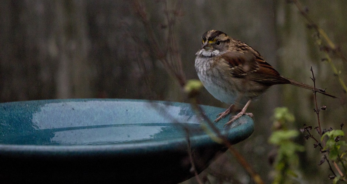 Бруант білогорлий - ML646932308