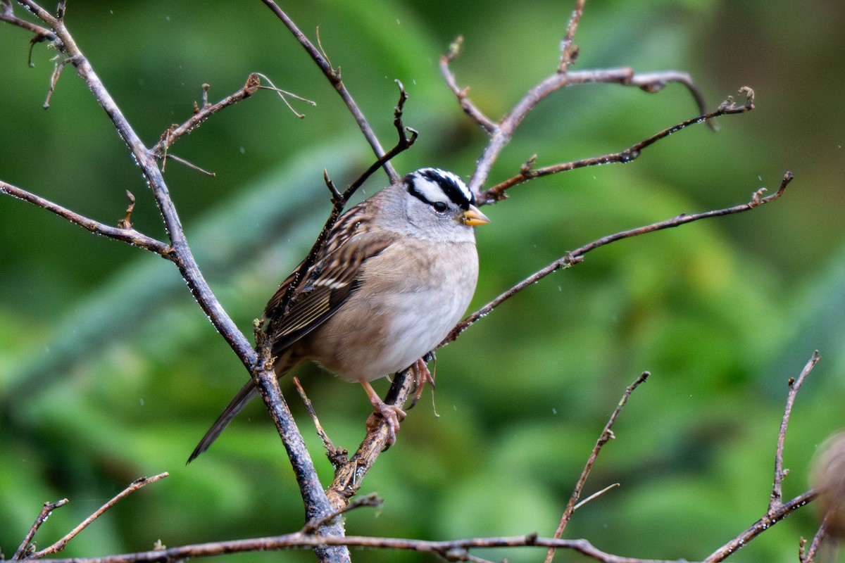 White-crowned Sparrow - ML646932309