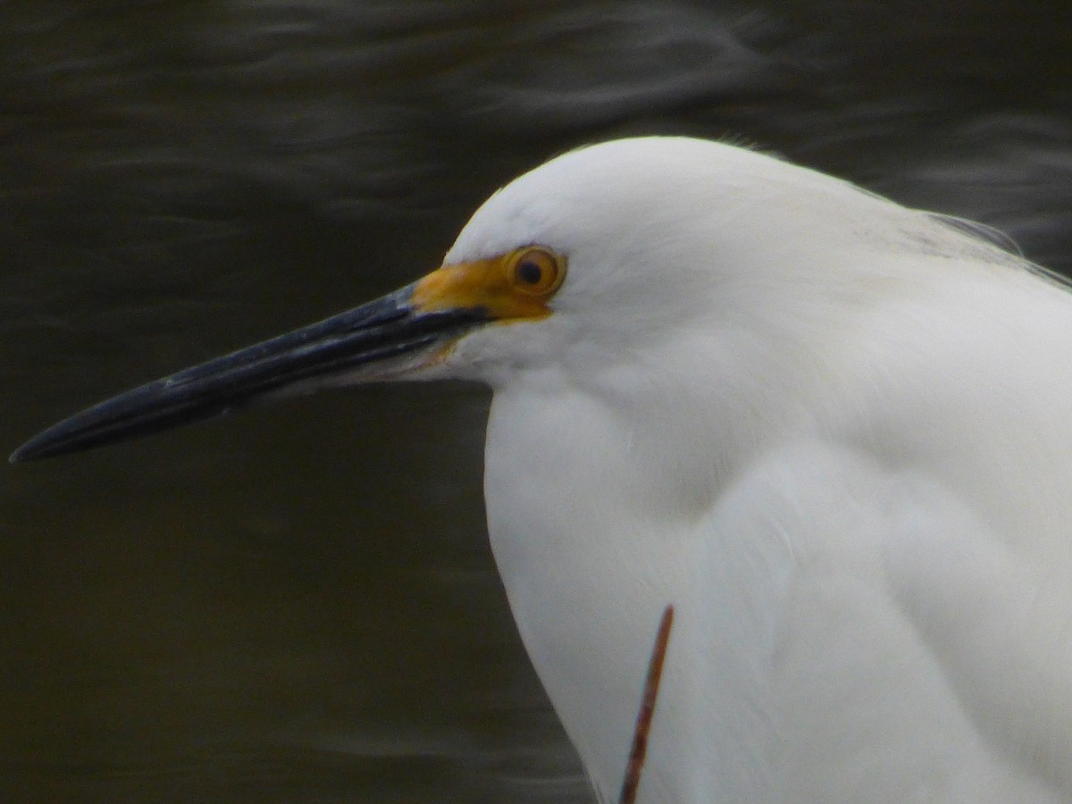 snøhegre - ML646932310