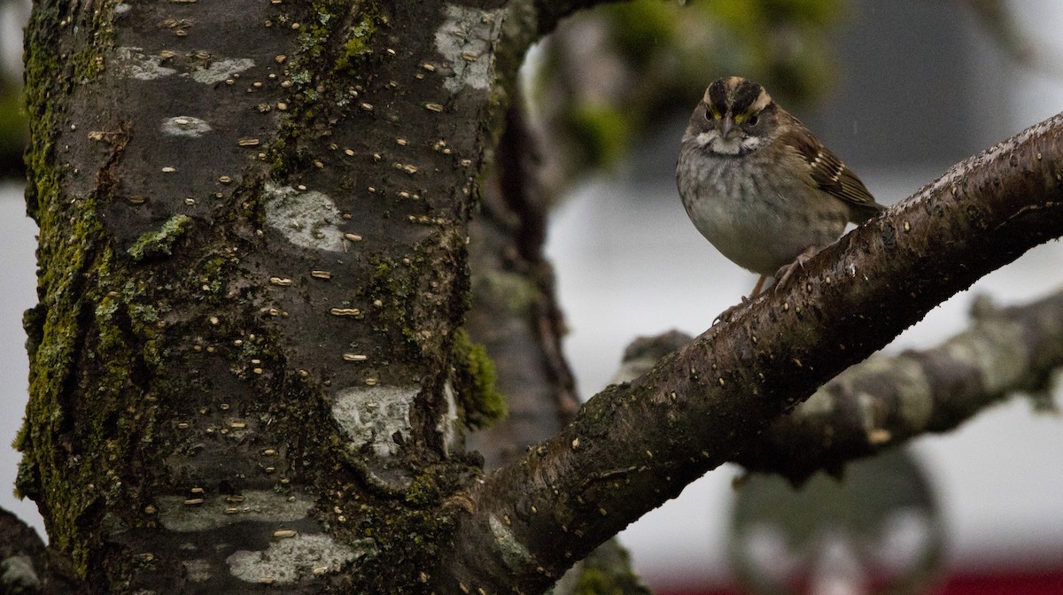 Бруант білогорлий - ML646932312