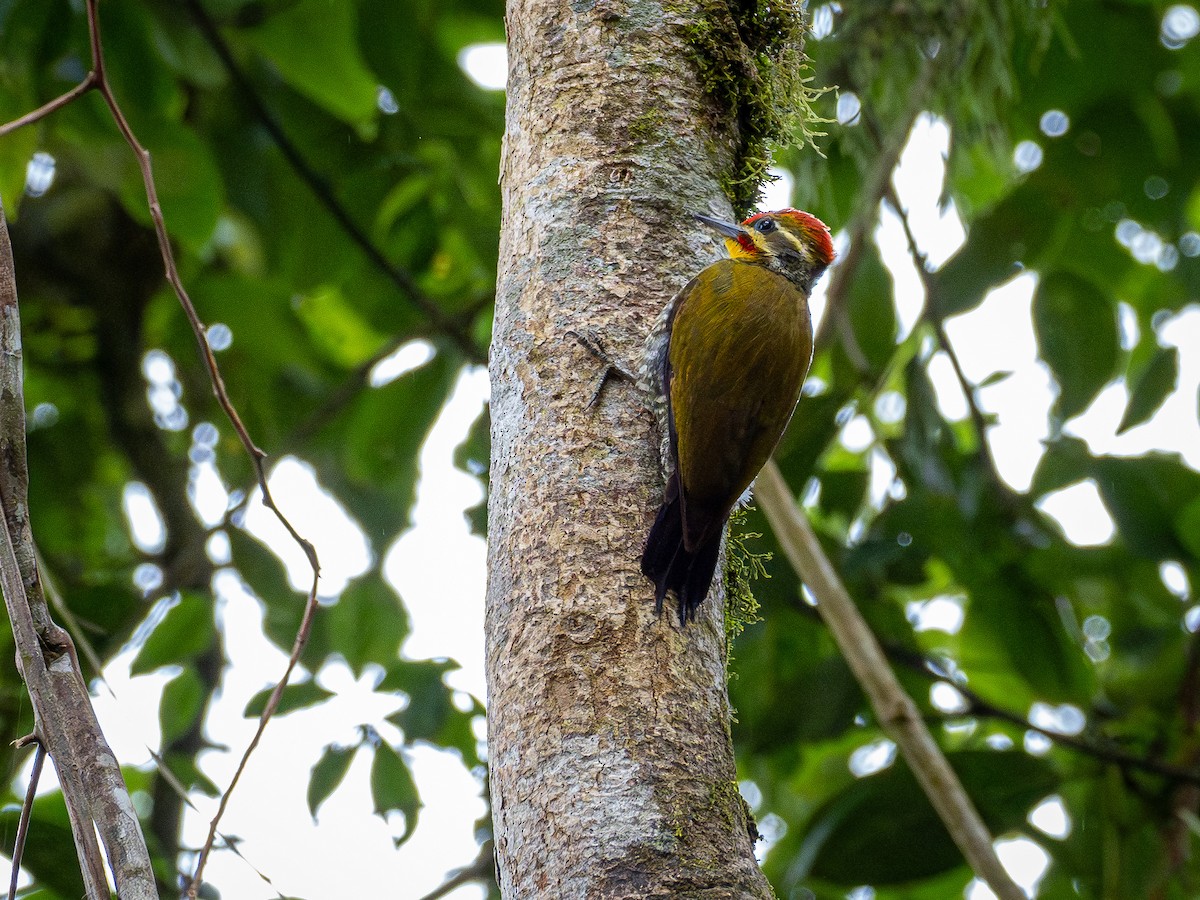 Altın Kaşlı Ağaçkakan - ML646932314