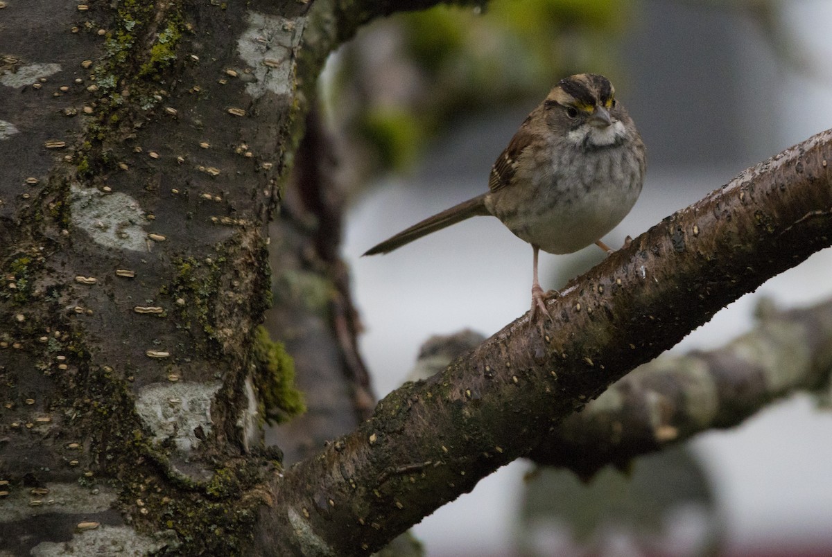 Бруант білогорлий - ML646932315