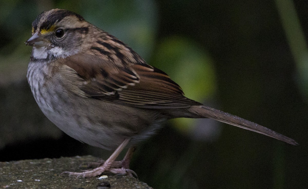 Бруант білогорлий - ML646932318