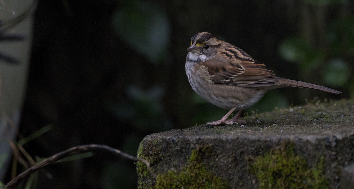 Бруант білогорлий - ML646932322