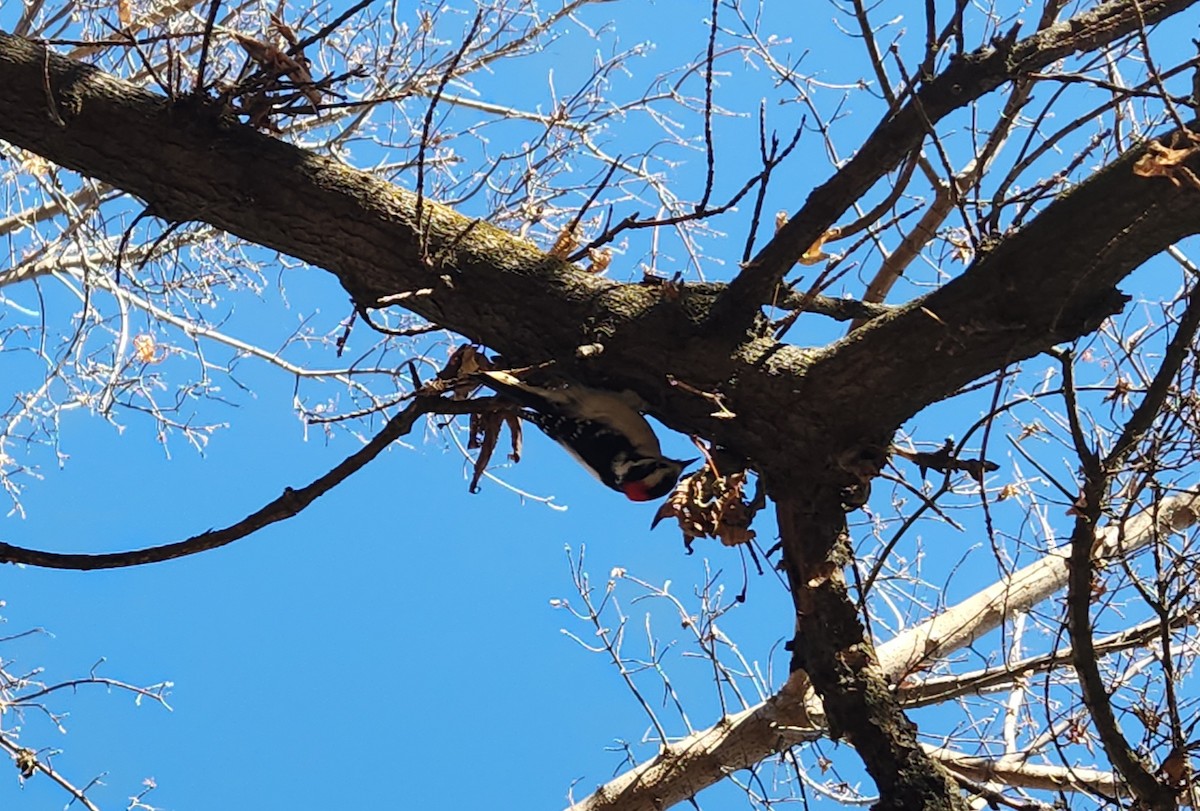 Downy Woodpecker - ML646932325