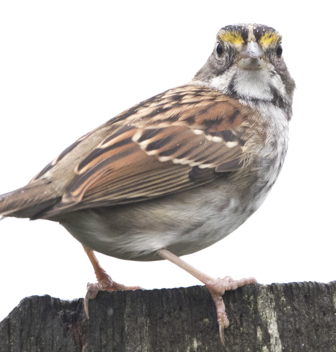 Бруант білогорлий - ML646932335