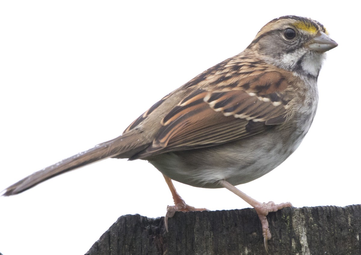 Бруант білогорлий - ML646932336