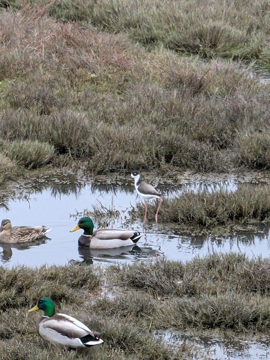 Échasse d'Amérique - ML646932337