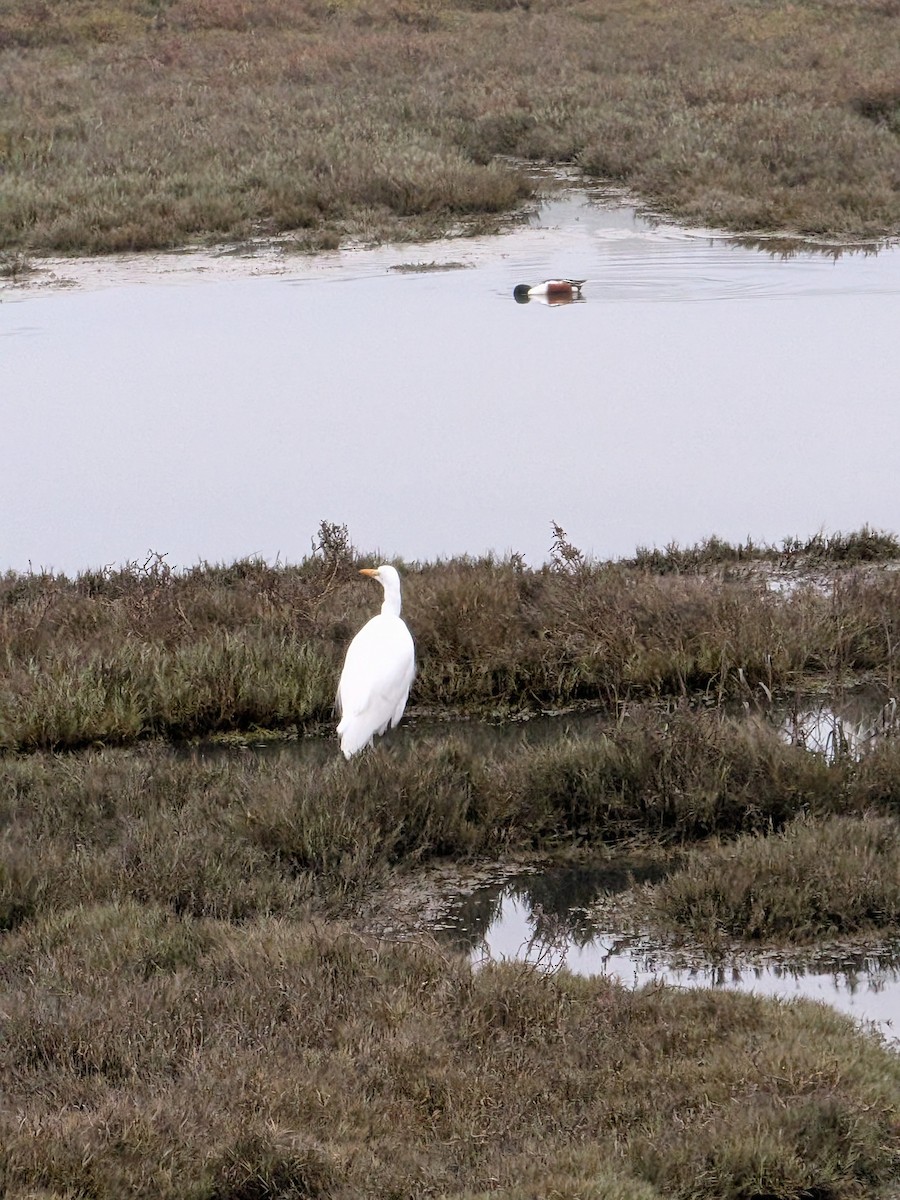 Grande Aigrette - ML646932351