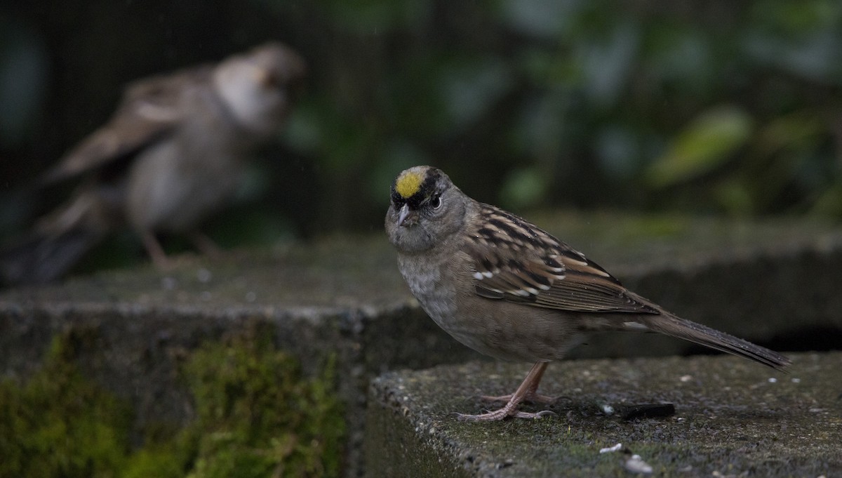 Бруант чорнобровий - ML646932355