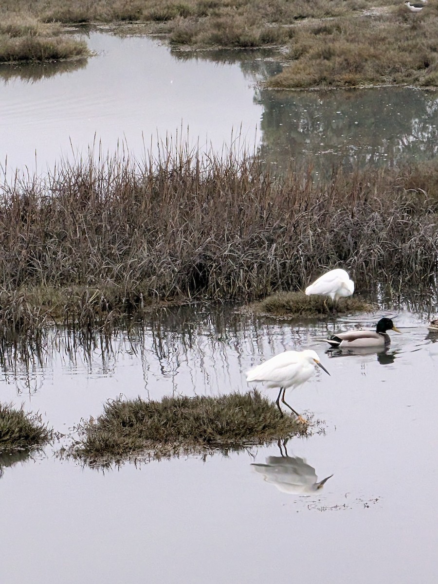 Aigrette neigeuse - ML646932359