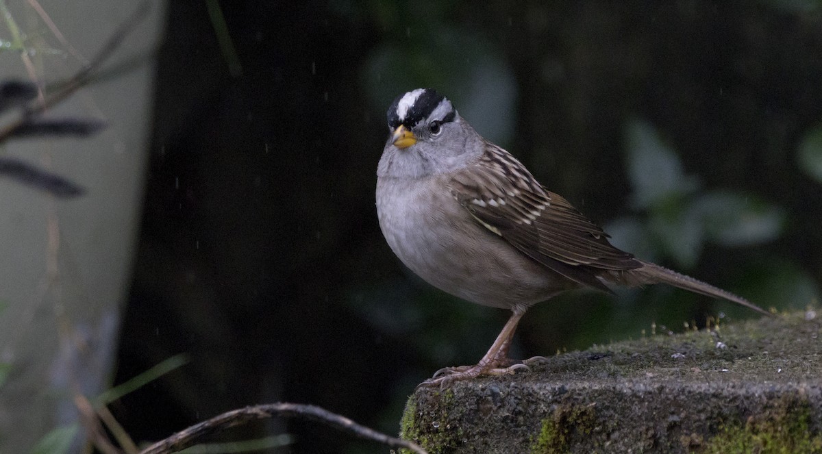 Бруант білобровий - ML646932360