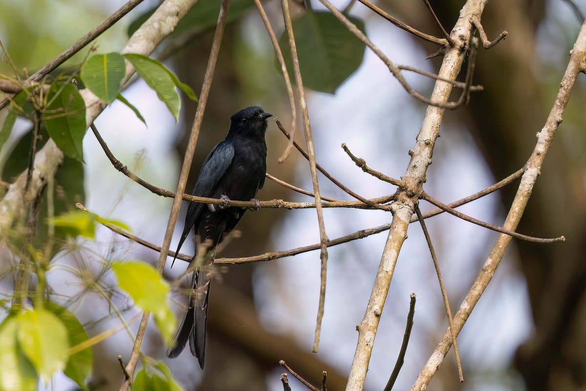 Fork-tailed Drongo-Cuckoo - ML646932361
