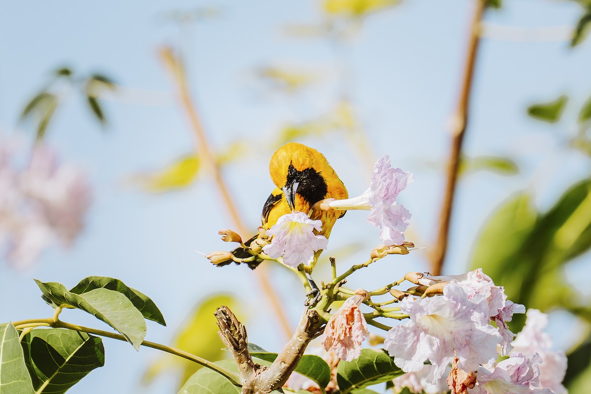 Oriole à queue jaune - ML646932362