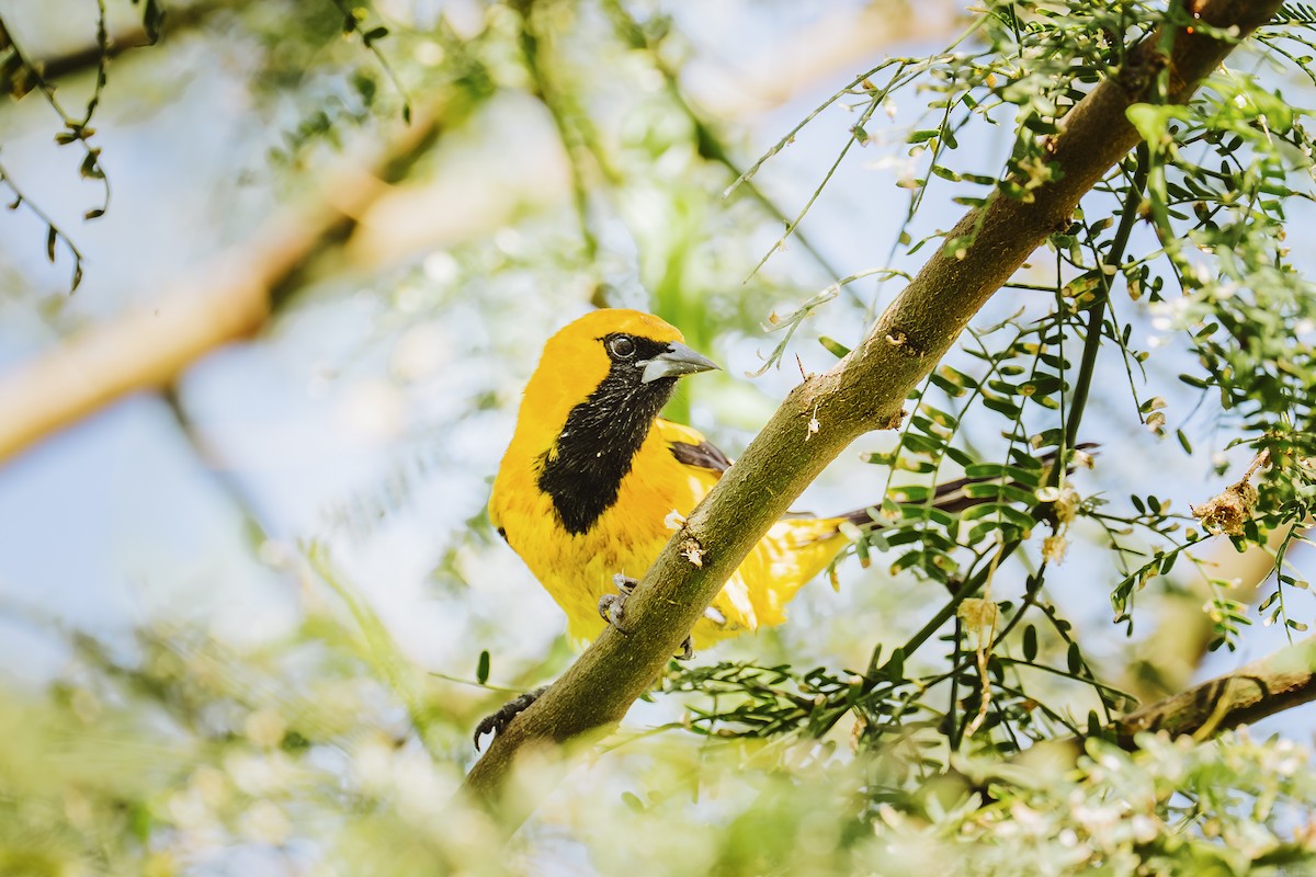 Oriole à queue jaune - ML646932363