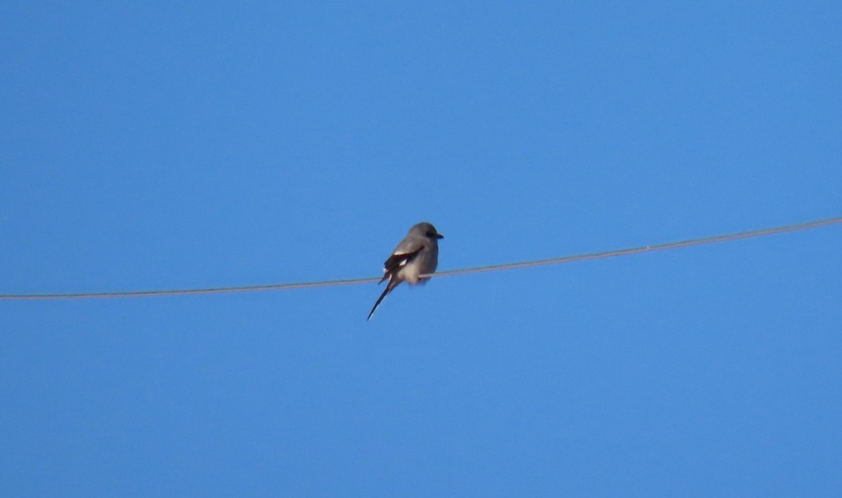 ťuhýk severní - ML646932365