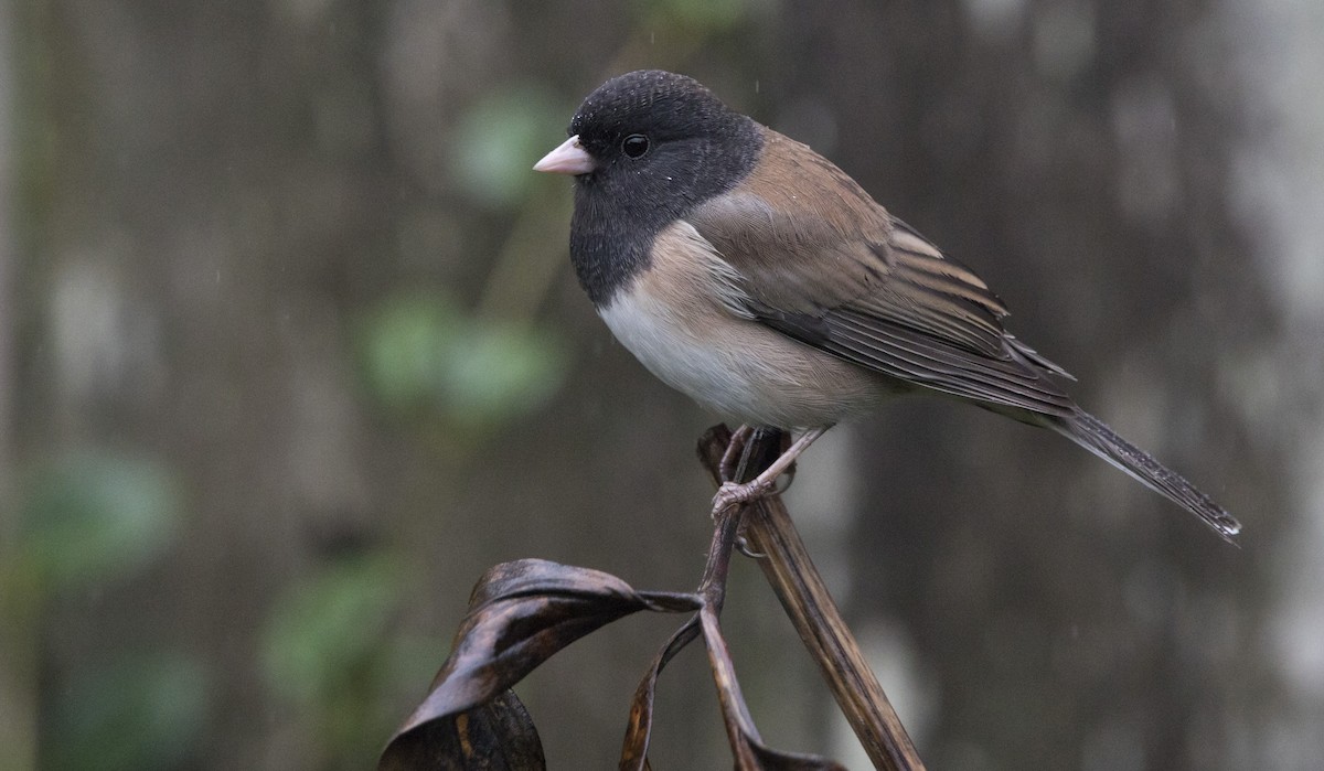 Юнко сірий [група oreganus] - ML646932368