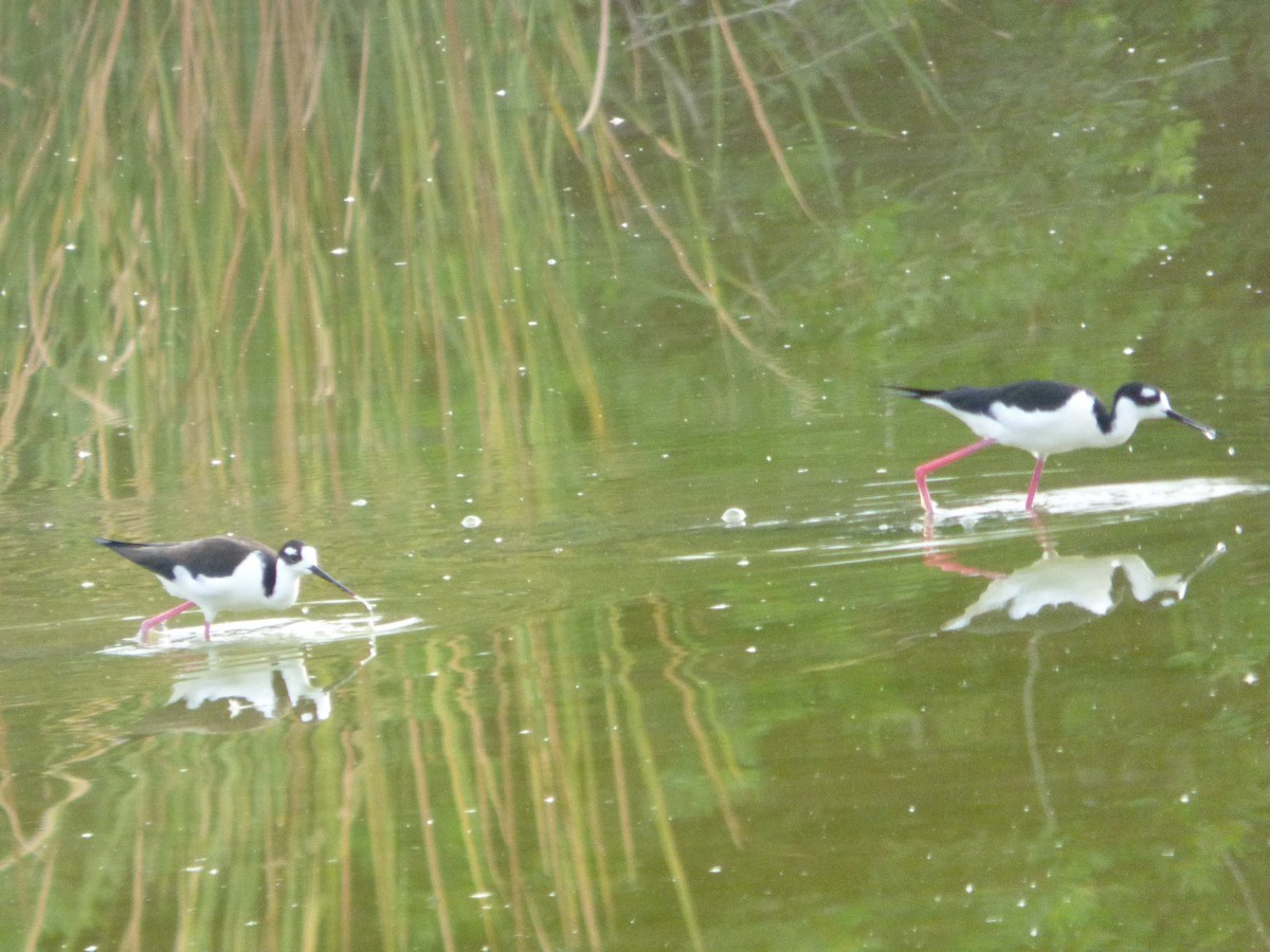 svartkronestylteløper - ML646932369