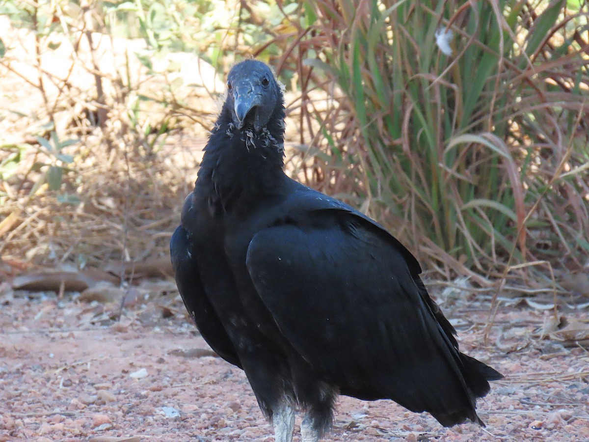 Black Vulture - ML646932371