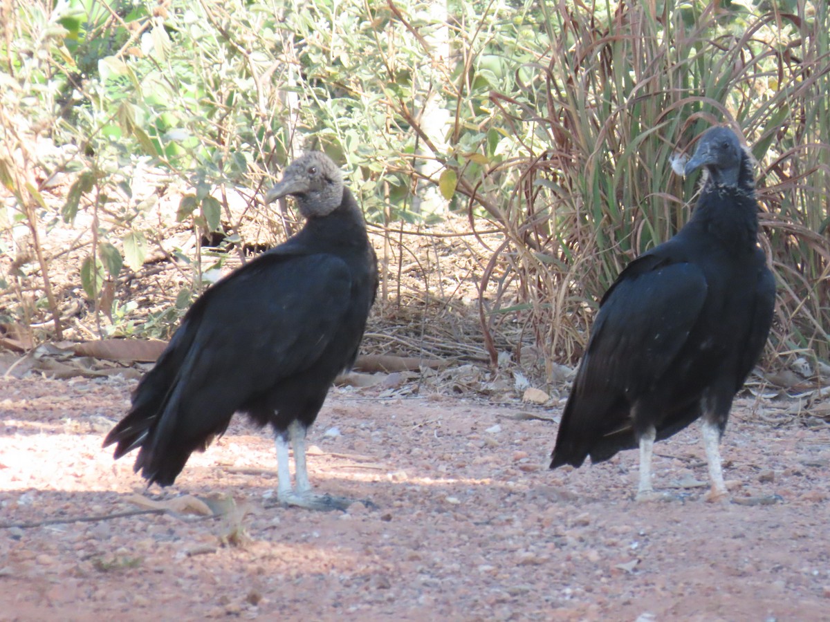 Black Vulture - ML646932372