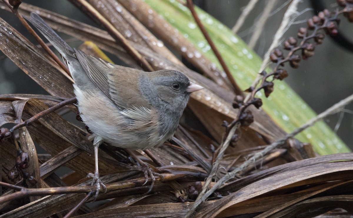 Юнко сірий [група oreganus] - ML646932374