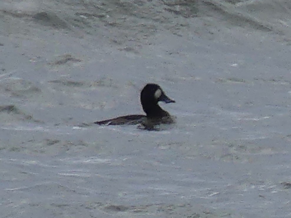 Greater/Lesser Scaup - ML646932375