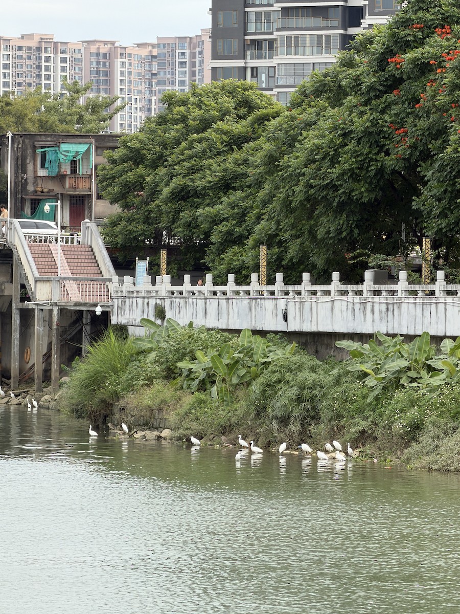 Seidenreiher - ML646932376