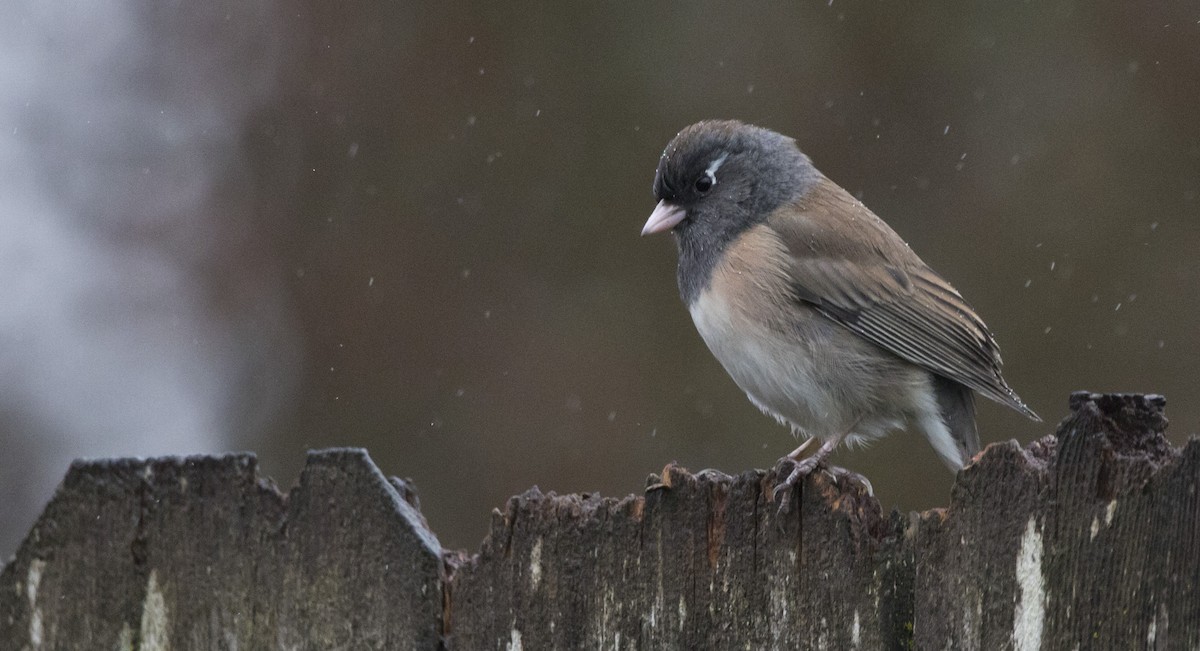 Юнко сірий [група oreganus] - ML646932382