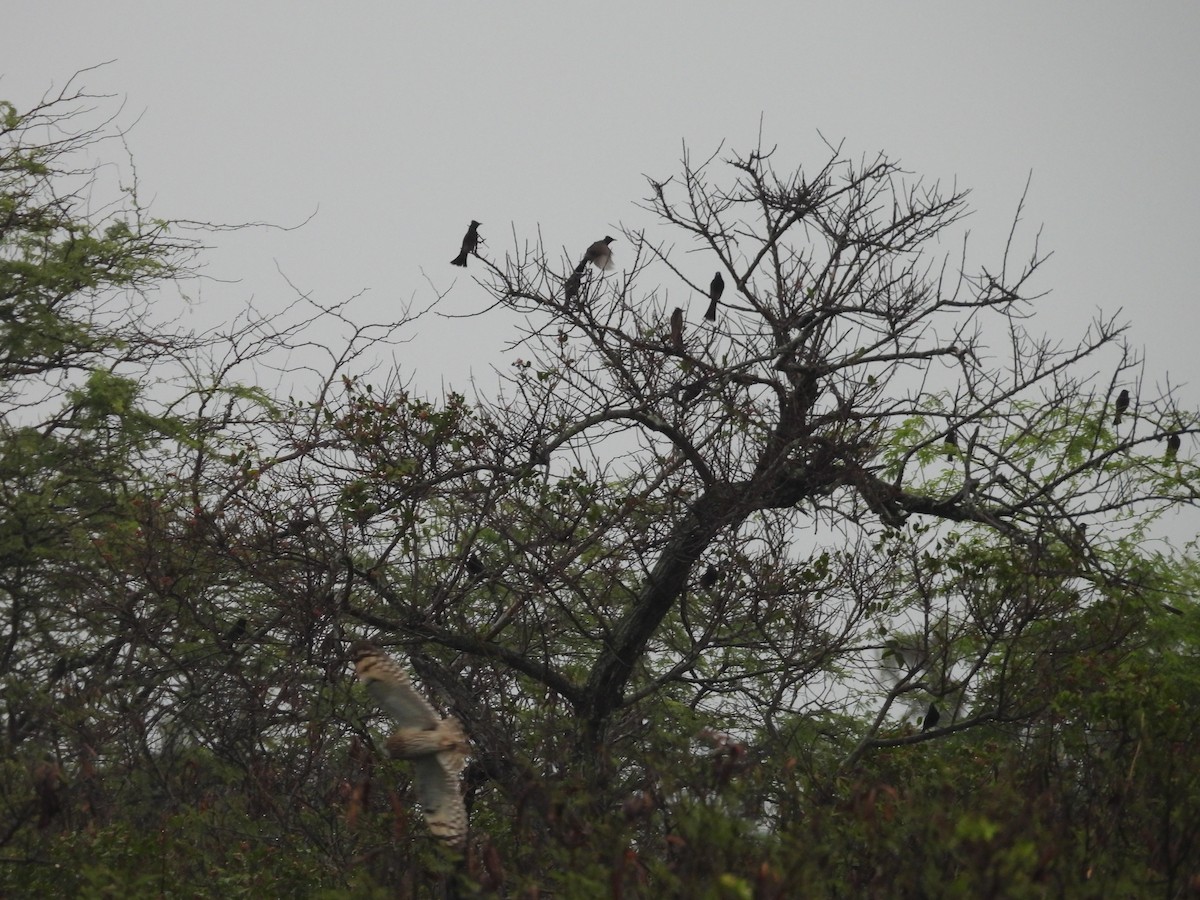 kalous pustovka - ML646932383