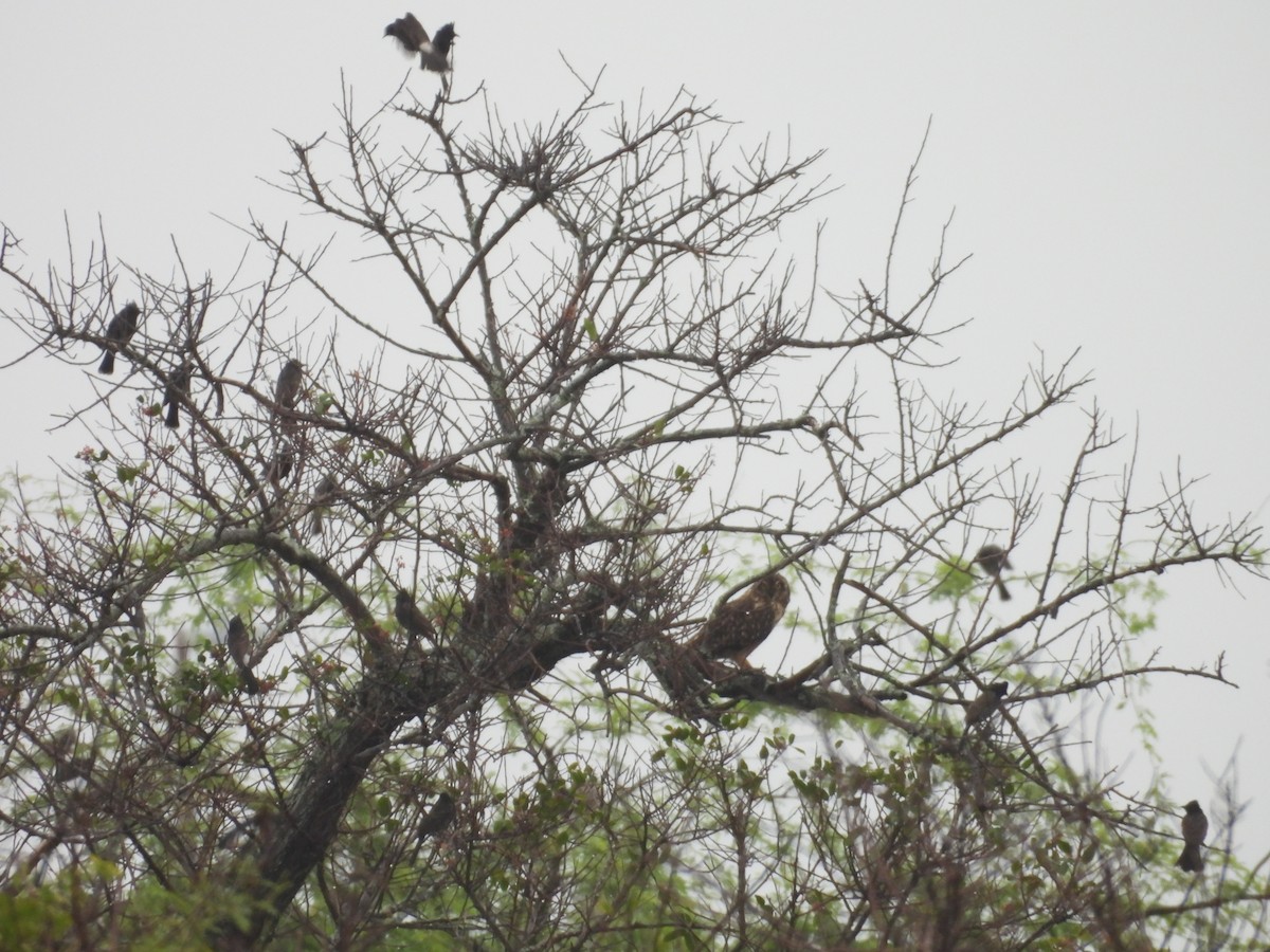 kalous pustovka - ML646932384