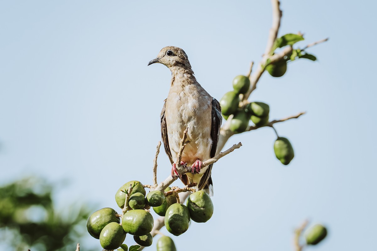 Tourterelle oreillarde - ML646932385