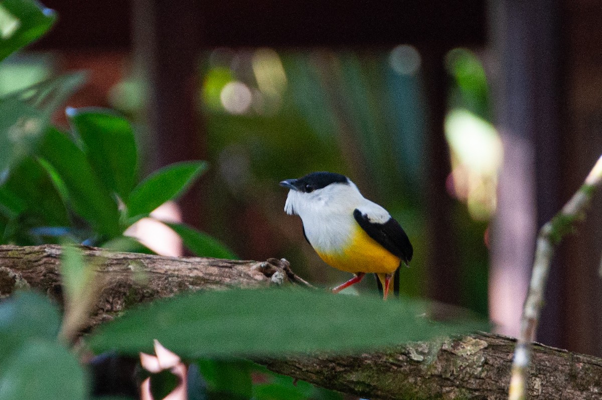 White-collared Manakin - ML646932386