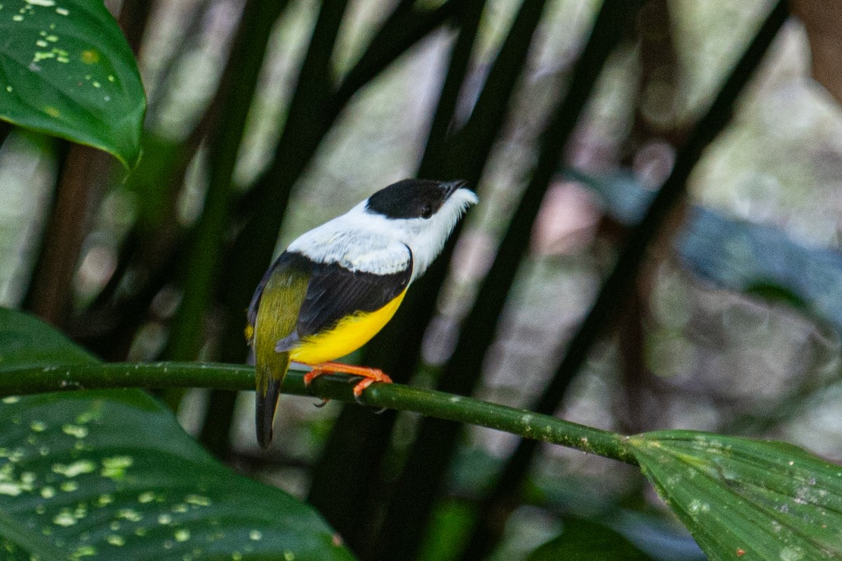 White-collared Manakin - ML646932387