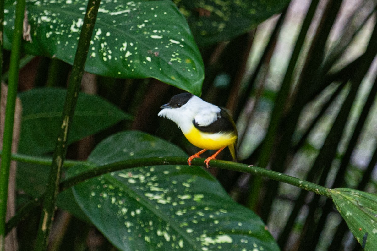 White-collared Manakin - ML646932390