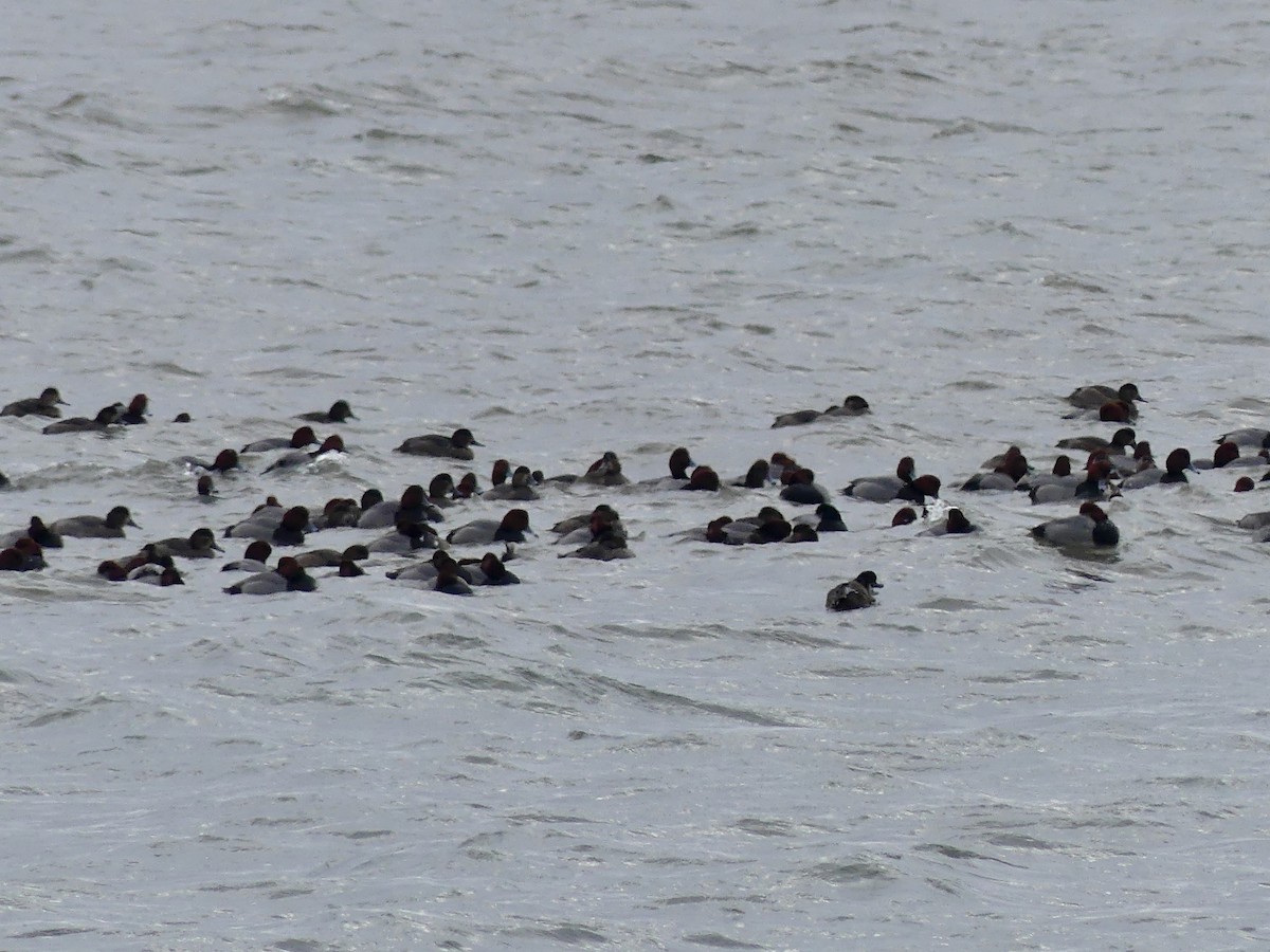 Rotkopfente - ML646932391