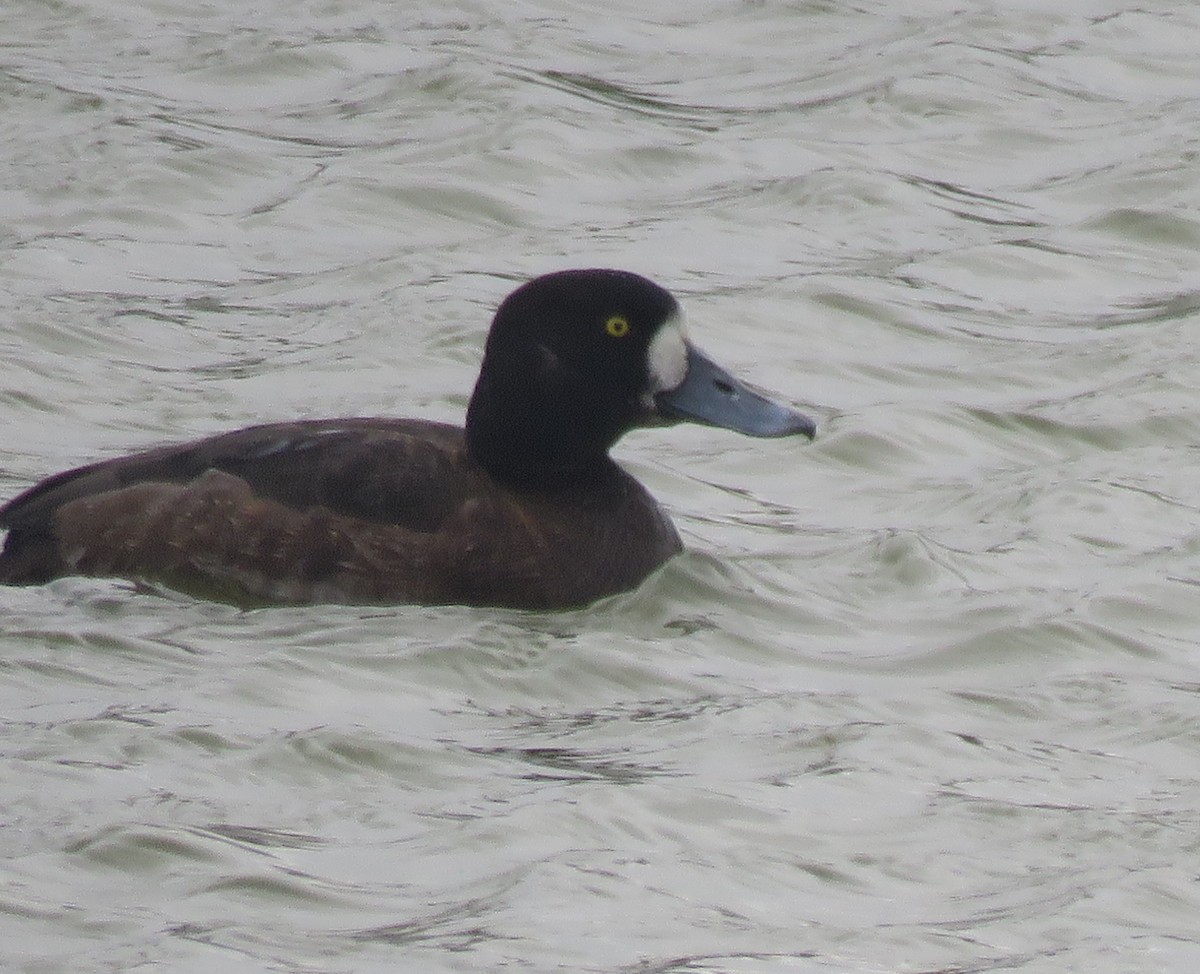 צולל ימי - ML646932395