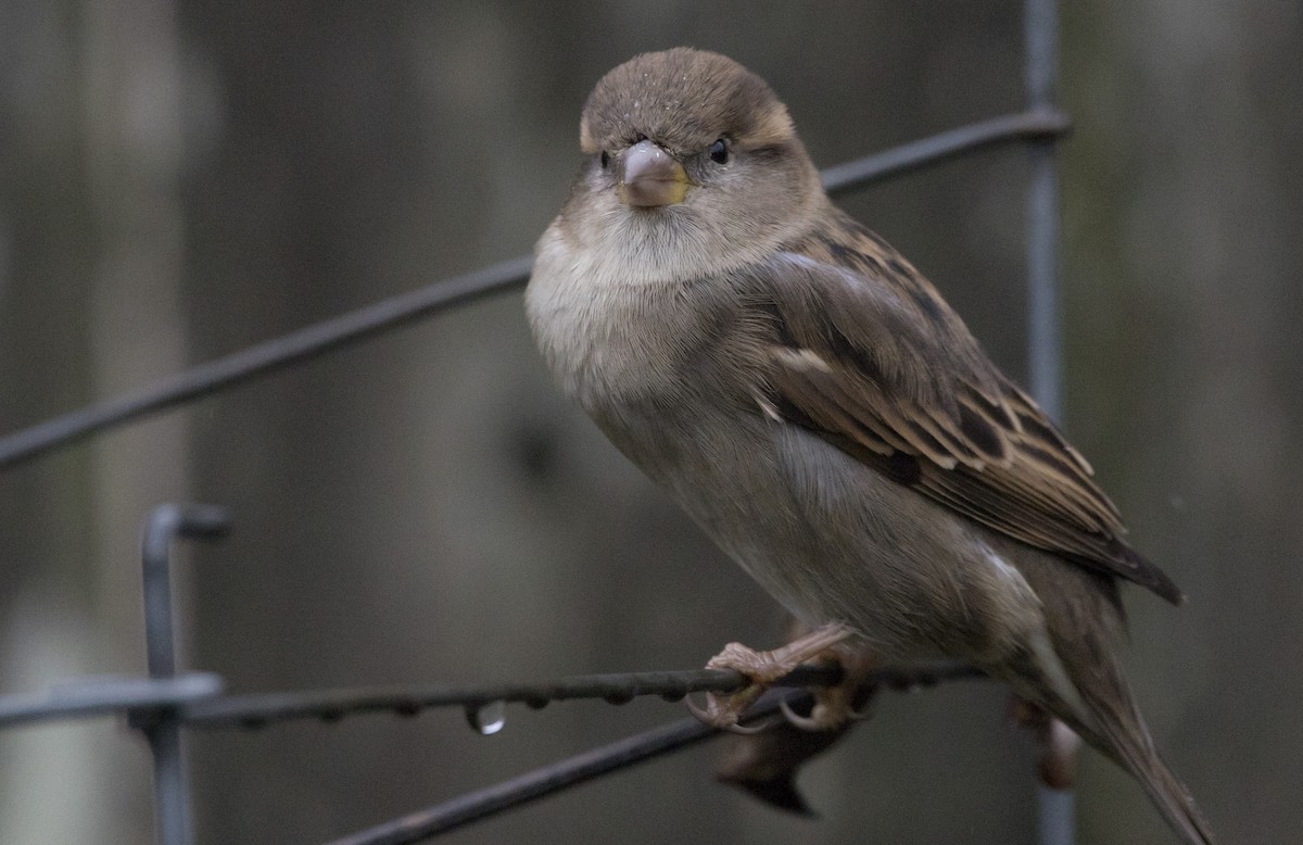 Горобець хатній - ML646932396