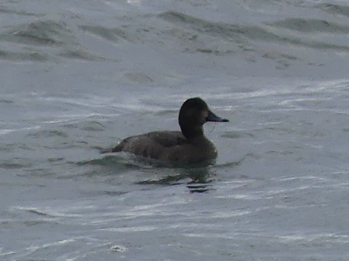 Rotkopfente - ML646932398