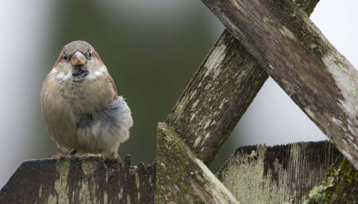 Горобець хатній - ML646932400