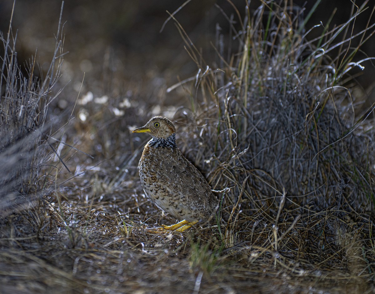 Plains-wanderer - ML646932408