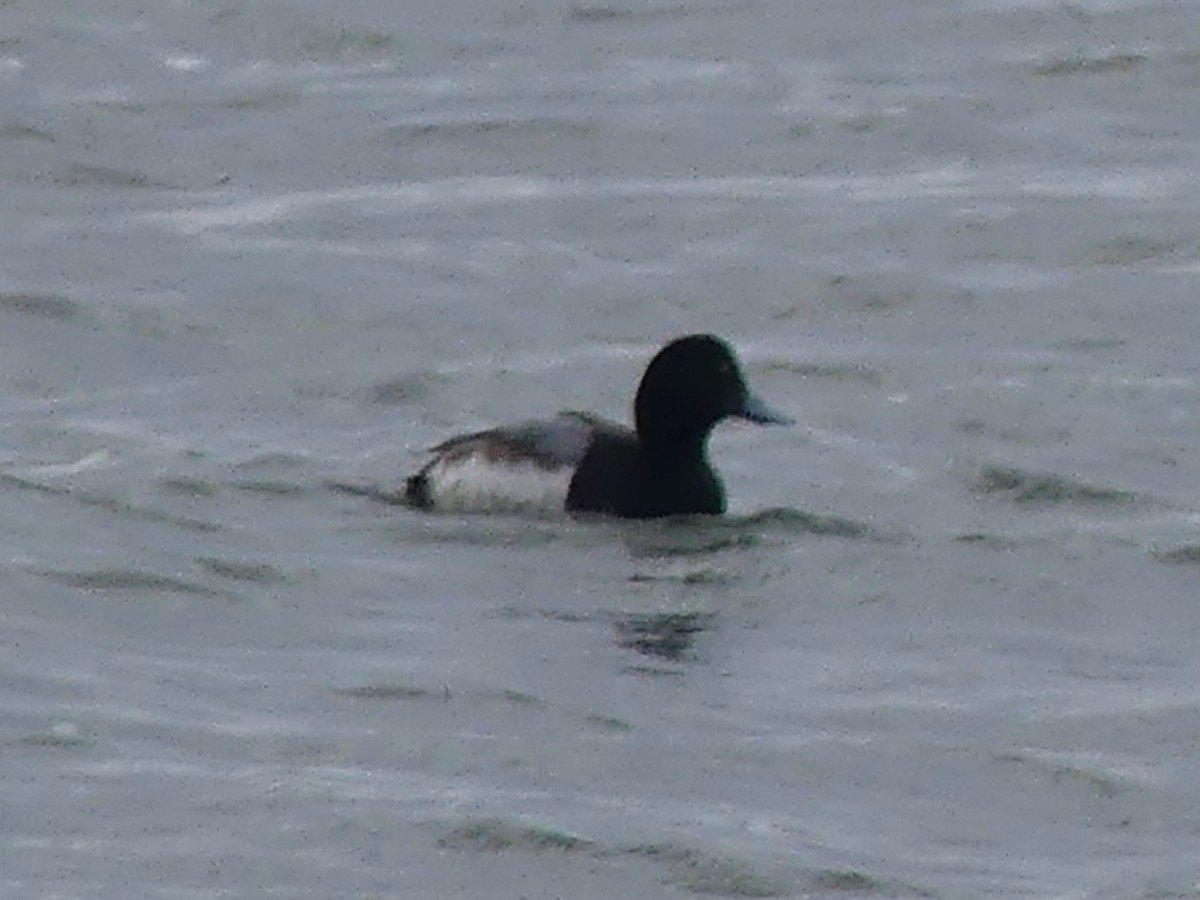 Greater/Lesser Scaup - ML646932409