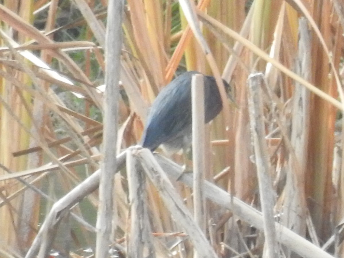 アメリカササゴイ - ML646932411