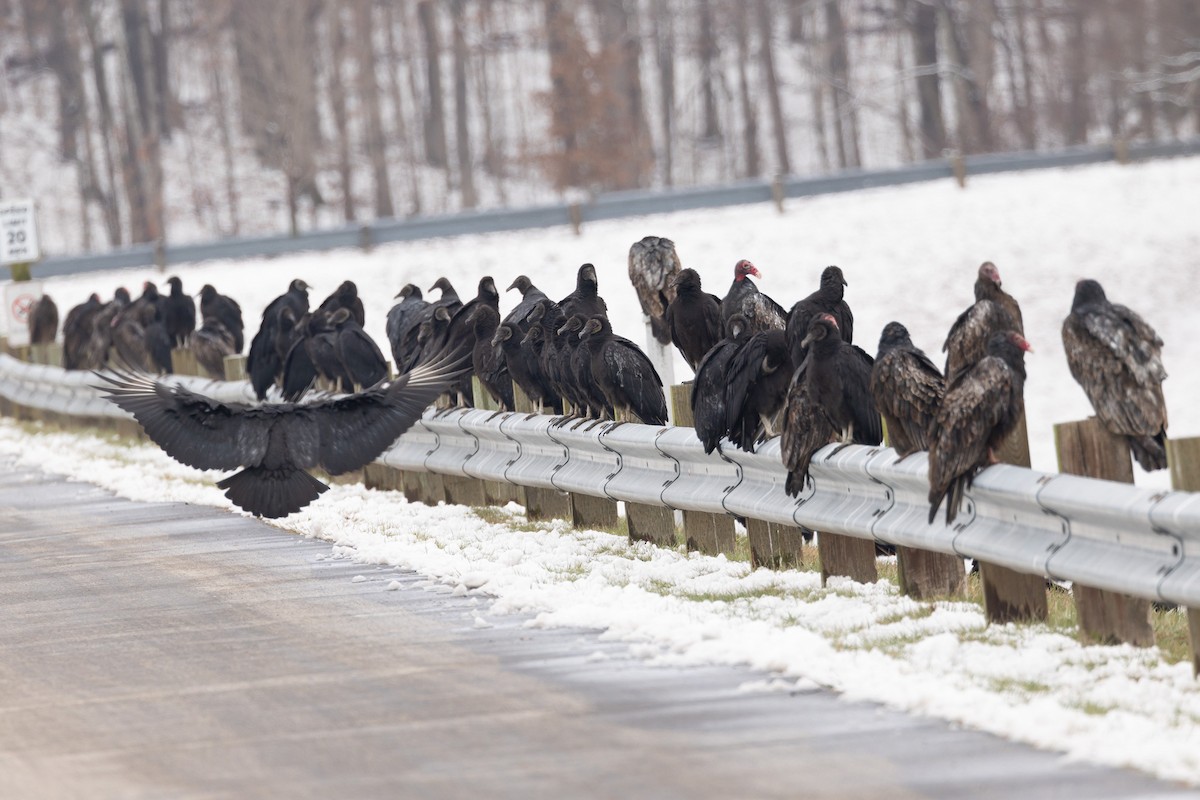 Black Vulture - ML646932416