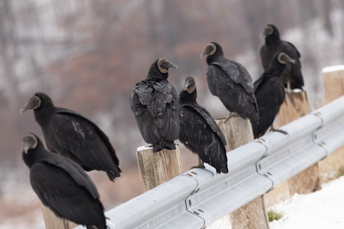 Black Vulture - ML646932417