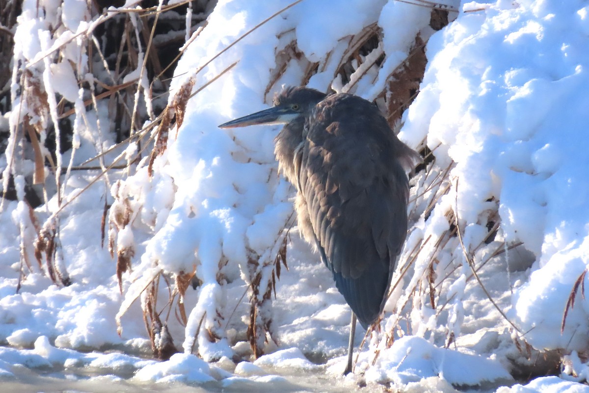 Чапля північна - ML646932425