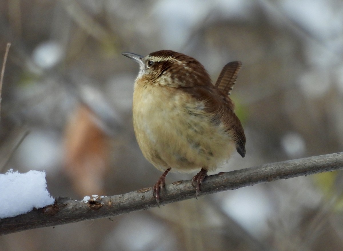 Carolina Wren - ML646932427