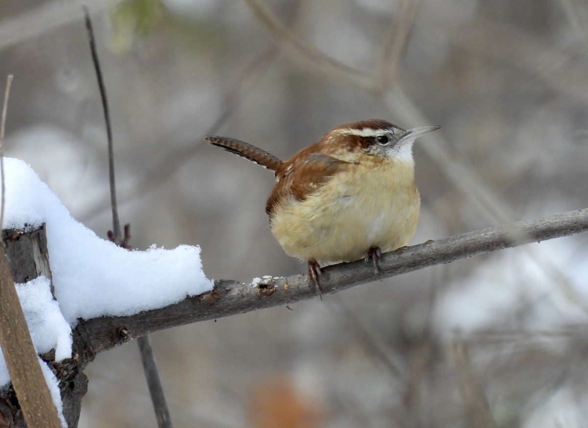 Carolina Wren - ML646932428
