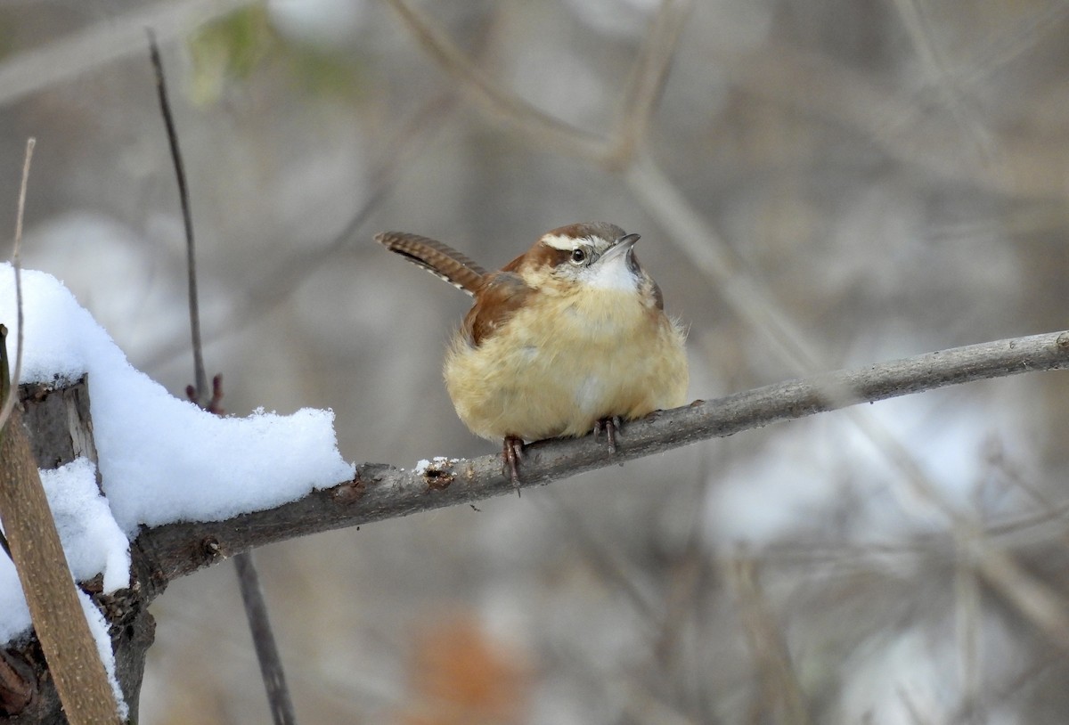 Carolina Wren - ML646932429