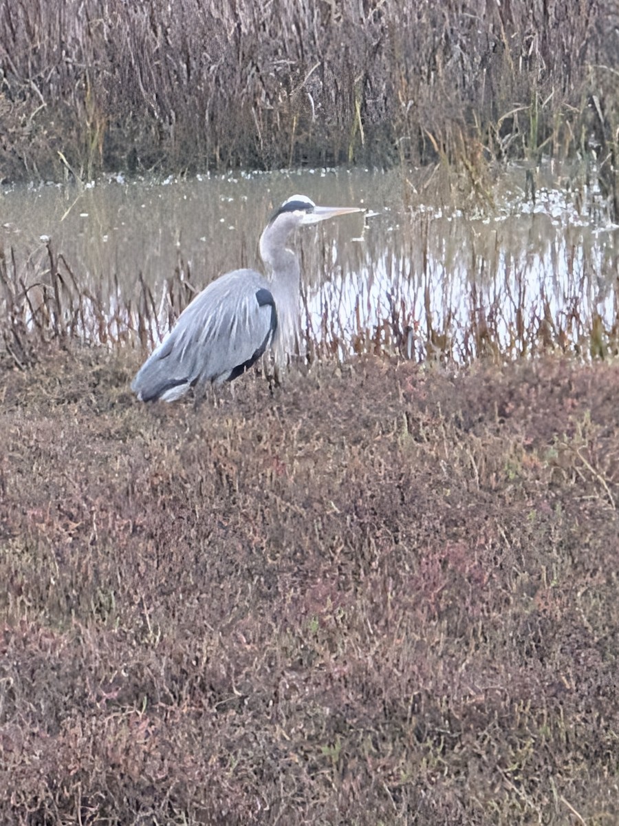 Grand Héron - ML646932431