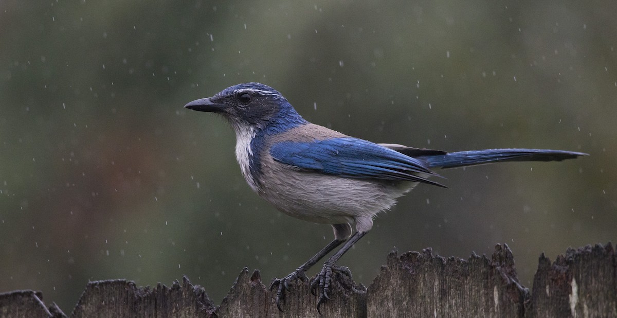 Сойка каліфорнійська - ML646932432